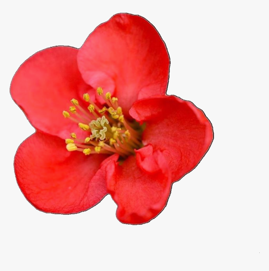 Overlay, Png, And Red Image - Quince Flower Png, Transparent Png, Free Download