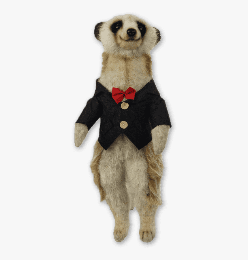 Meerkat, HD Png Download, Free Download