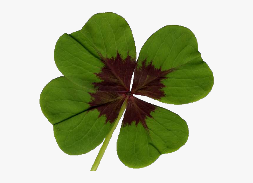 Clover - Oxalis Triangularis Leaf, HD Png Download, Free Download
