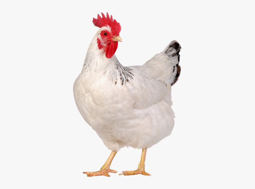 Live Chicken Png - Chicken Animal, Transparent Png, Free Download