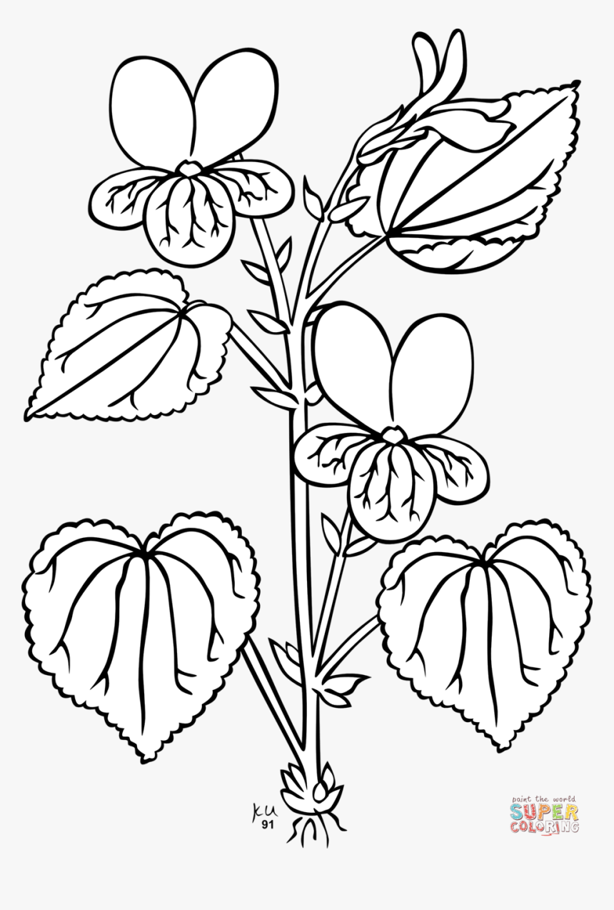 Coloring Pages And Books Pioneer Coloring Pages And - Parts Of The Plant Outline, HD Png Download, Free Download