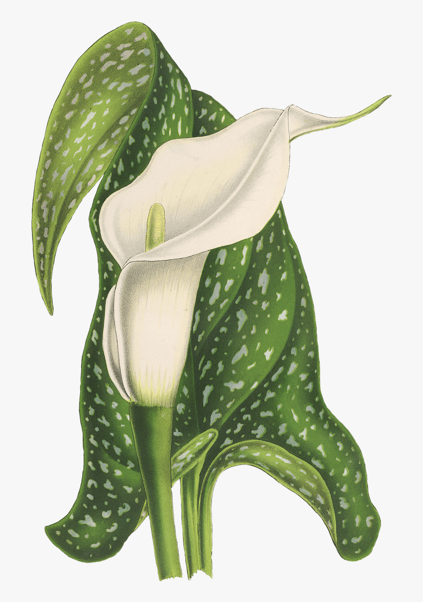 Flor De Calla Dibujo - Lilies Arum Lilies, HD Png Download, Free Download