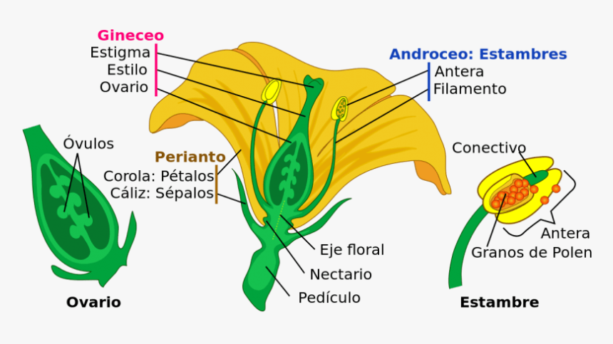 Partes De Una Flor - La Fecundacion Y Formacion Del Embrion Y La Semilla, HD Png Download, Free Download