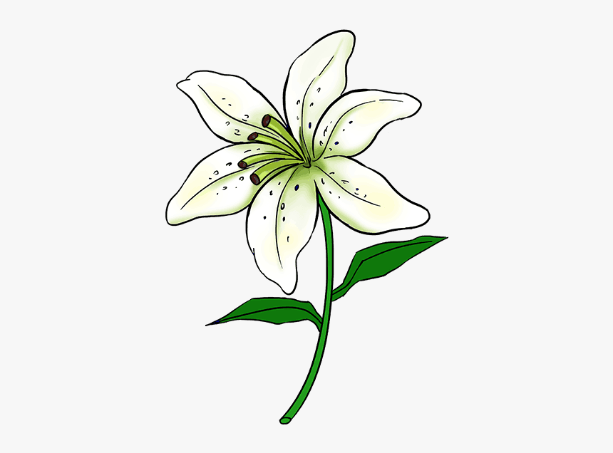 Lllᐅ Dibujos De Azucenas【 Tutorial】regala Una Flor - Easy Lily Flower Drawing, HD Png Download, Free Download