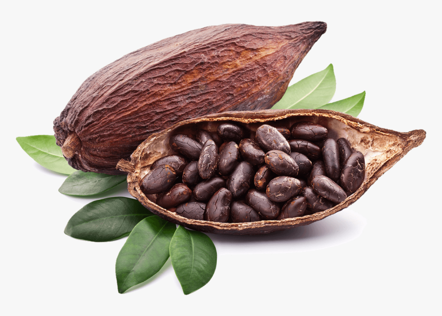 Transparent Bean Png - Transparent Cocoa Png, Png Download, Free Download