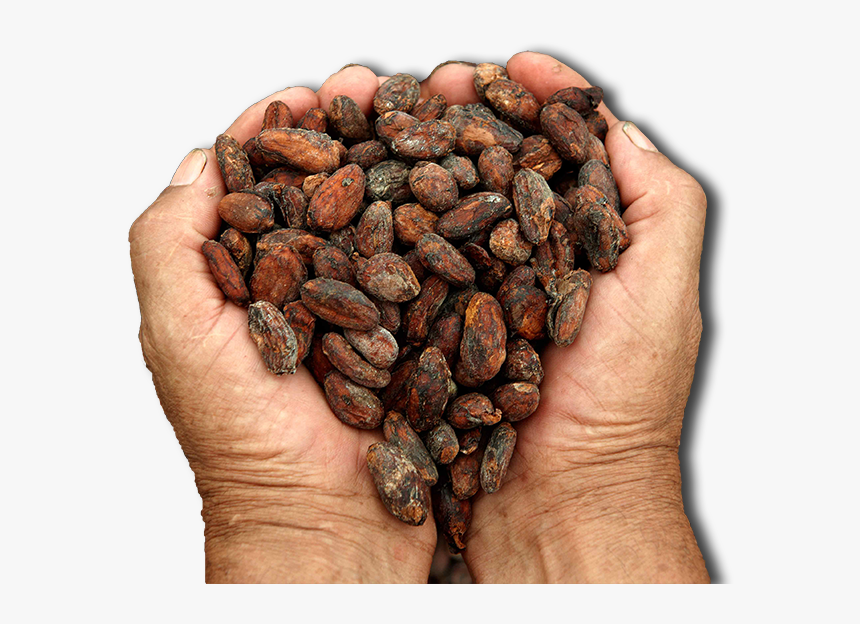 Cacao Png Image - Cacao Fino De Aroma, Transparent Png, Free Download