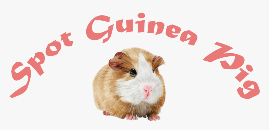 Spot Guinea Pig - Guinea Pig, HD Png Download, Free Download