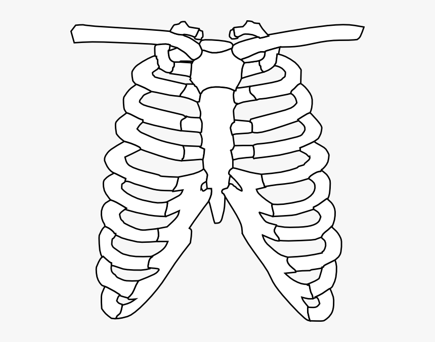 Cartoon Skeleton Png - Easy Rib Cage Drawing, Transparent Png, Free Download