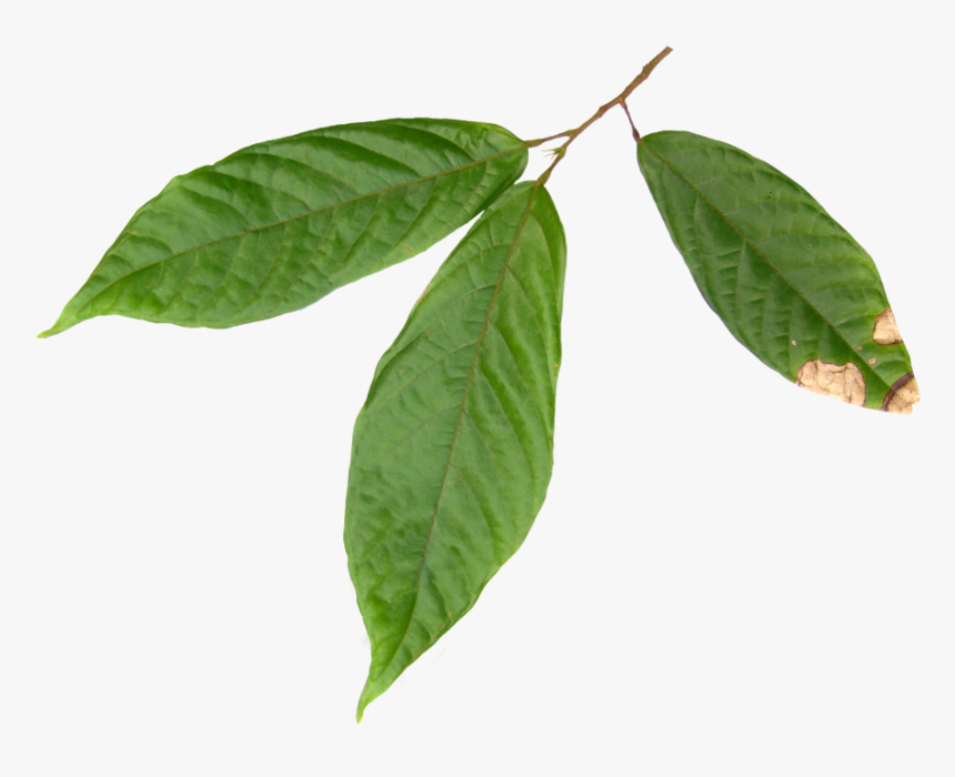 Hoja Arbol De Cacao, HD Png Download, Free Download