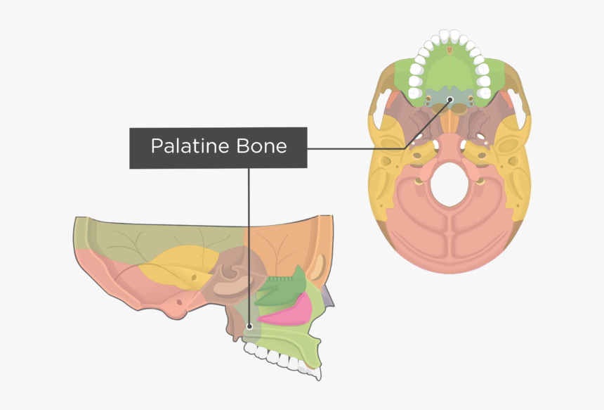 Perpendicular Plate Of Palatine Bone, HD Png Download, Free Download