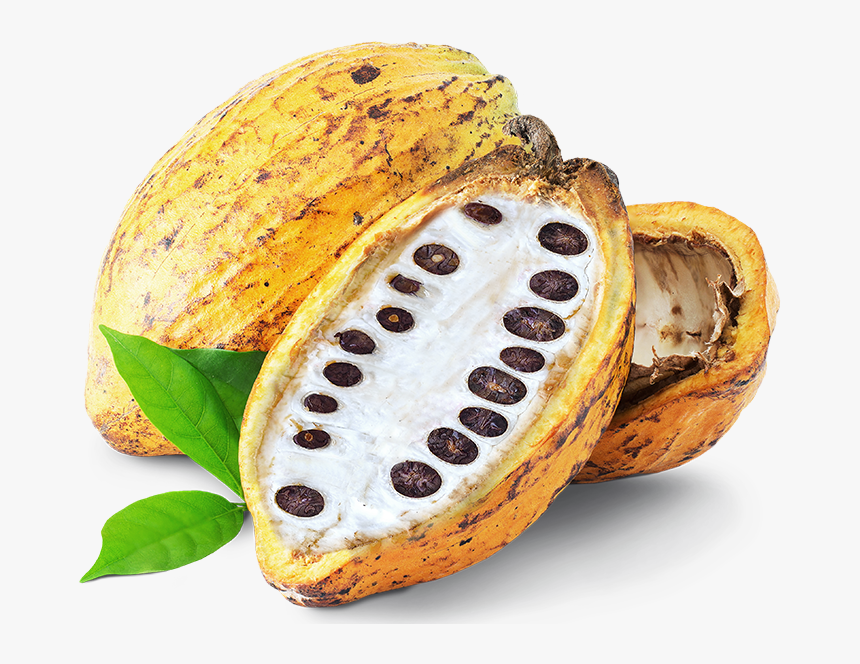 Cocoa Pod Png, Transparent Png, Free Download