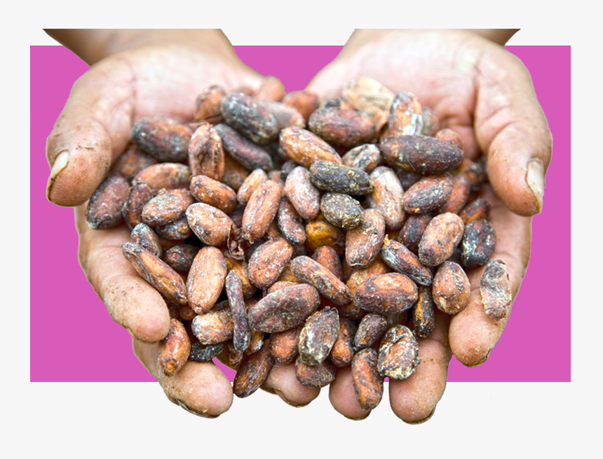 Chocolotus - Cocoa Bean, HD Png Download, Free Download