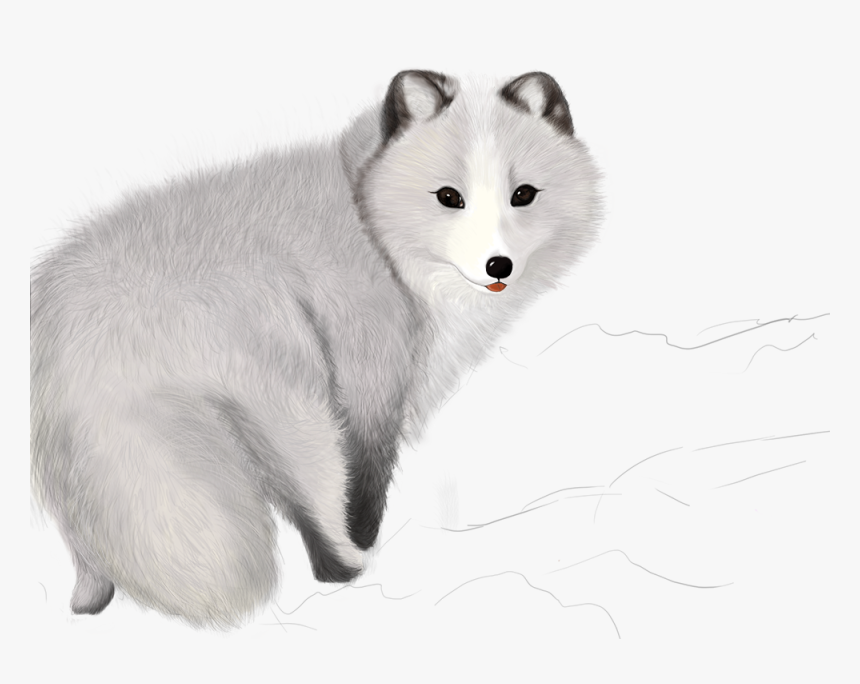 Arctic Fox Clipart Png, Transparent Png, Free Download