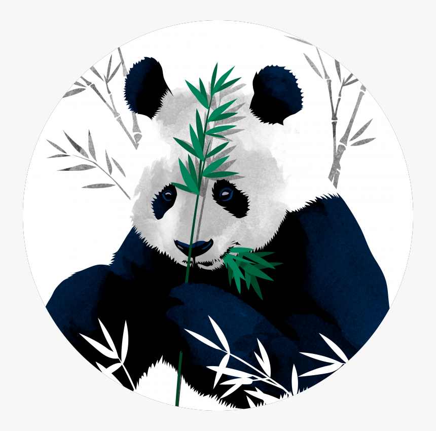 Bamboo Panda, Bamboo, Panda, Bear, Cute, Teddy, Pet, - Bamboo Panda Poster, HD Png Download, Free Download