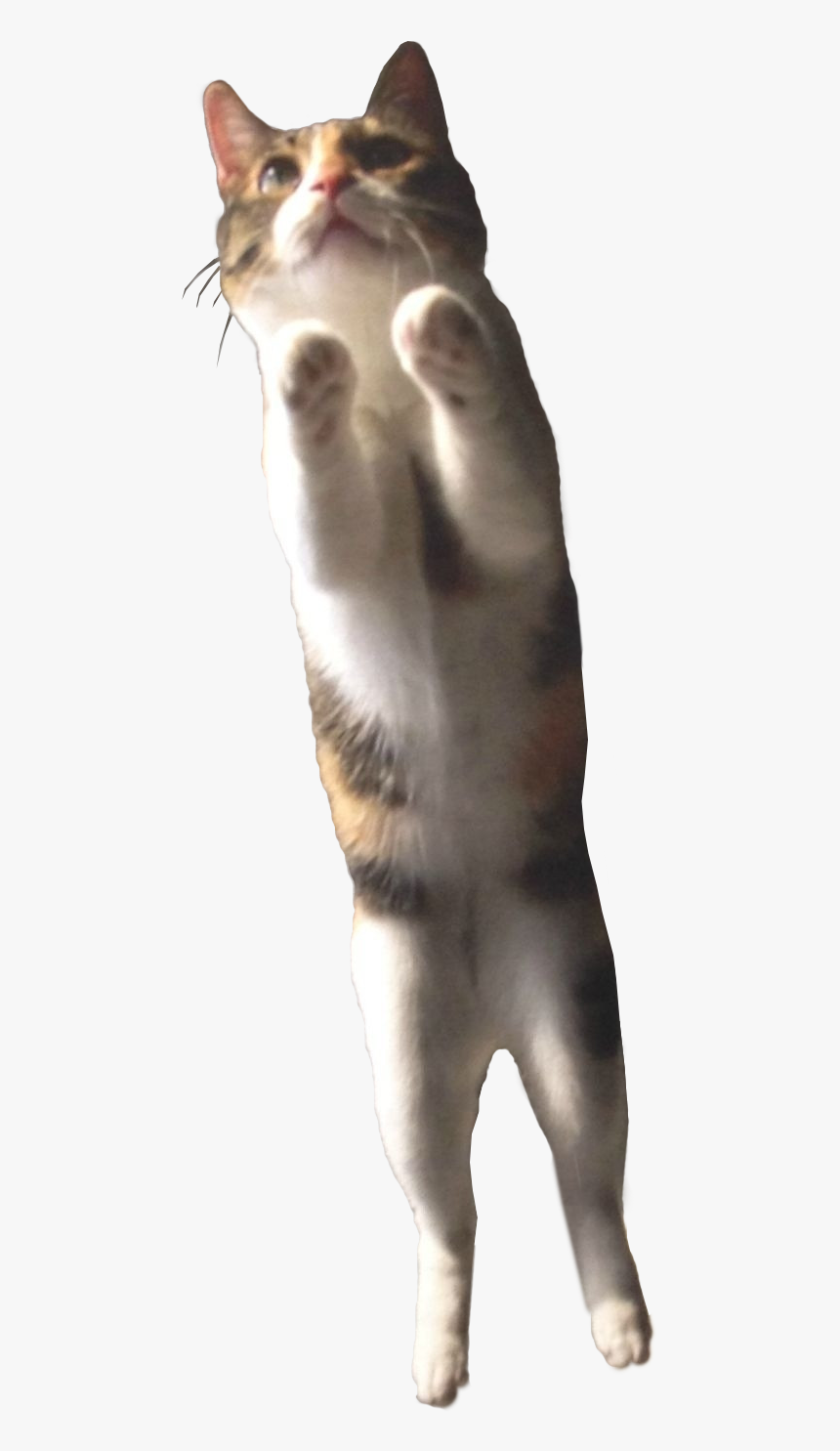 Transparent Cat Leaping, HD Png Download, Free Download