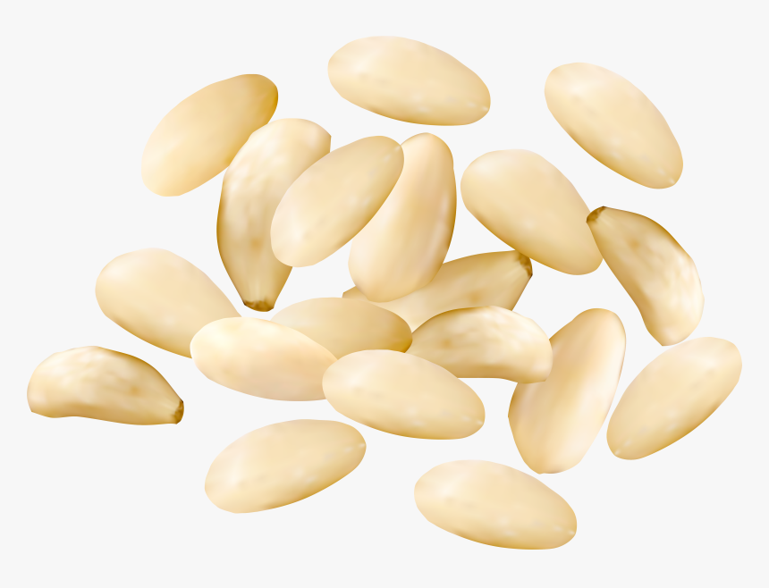 Pine Nuts Png , Png Download - Pine Nuts Clipart Png, Transparent Png, Free Download