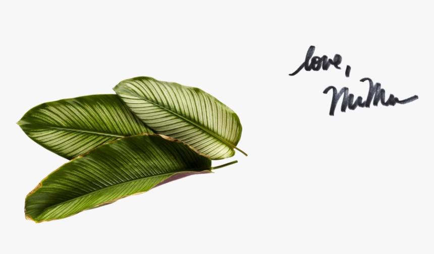 Love, Mumu Leaves, HD Png Download, Free Download