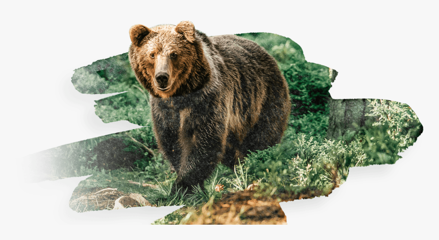 Grizzly Bear, HD Png Download, Free Download