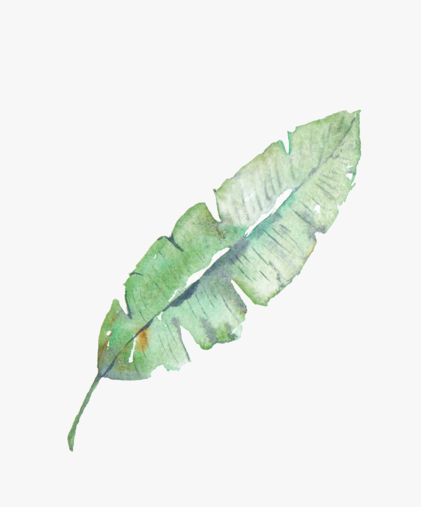 Banana Leaves Png, Transparent Png, Free Download