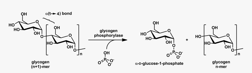 Glycogen Phosphorylase Stereo - Phosphorylated Subunit Of Glycogen, HD Png Download, Free Download