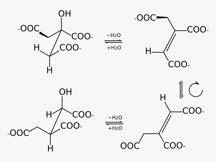 Aconitase Steps Stereo - Aconitase Structure, HD Png Download, Free Download