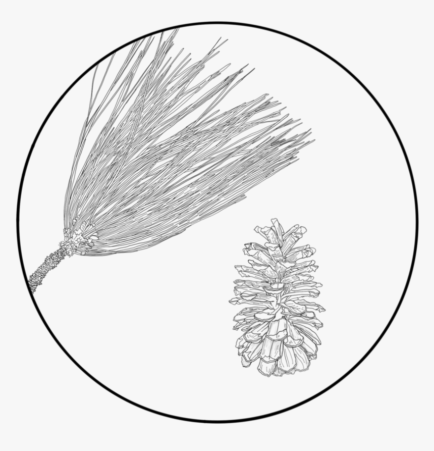 Pinus Palustris - Sketch, HD Png Download, Free Download