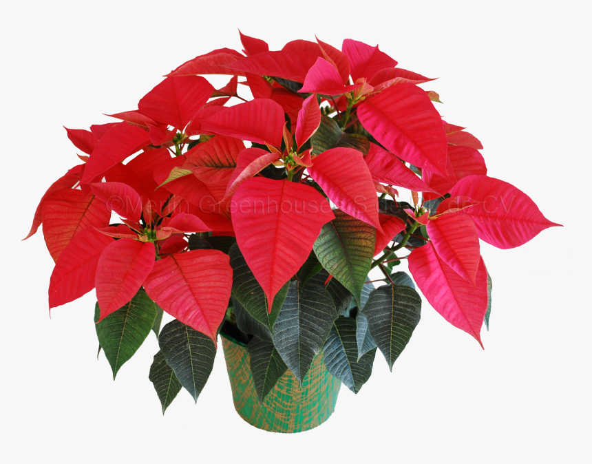 Flores Animadas Png , Png Download - Poinsettia Plant Png, Transparent Png, Free Download