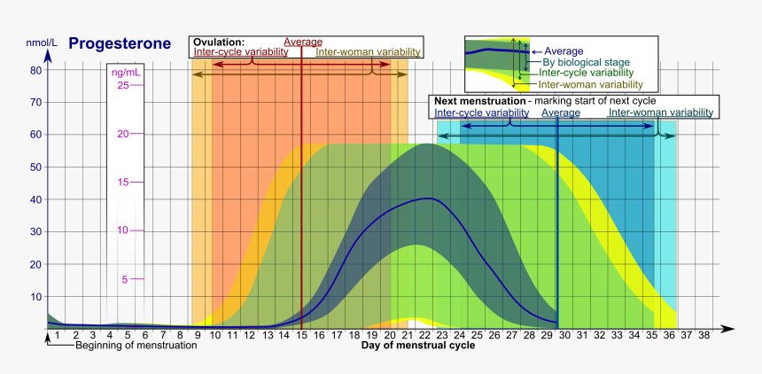 Progesterone During Menstrual Cycle - Progesterona En Ciclo Menstrual, HD Png Download, Free Download