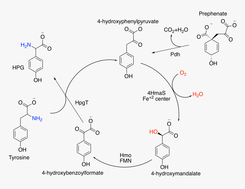 Hpg Synthetic Cycle - Multi Step Synthesis Organic, HD Png Download, Free Download