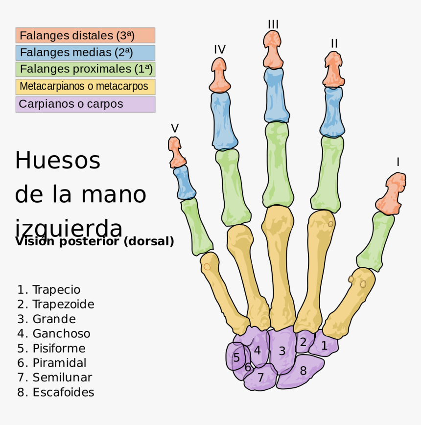 Las Articulaciones De La Mano, HD Png Download, Free Download