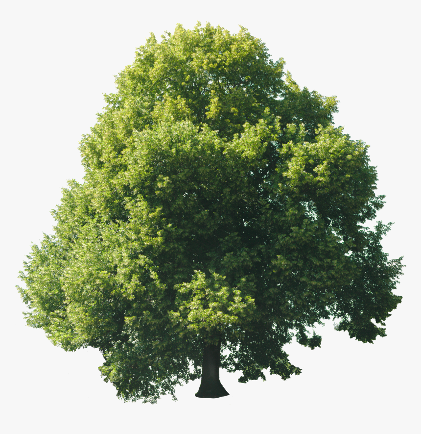 Tree Texture Png, Transparent Png, Free Download