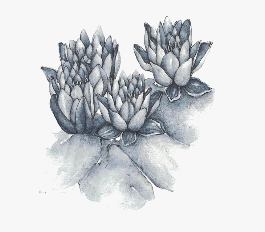 Sacred Lotus, HD Png Download, Free Download