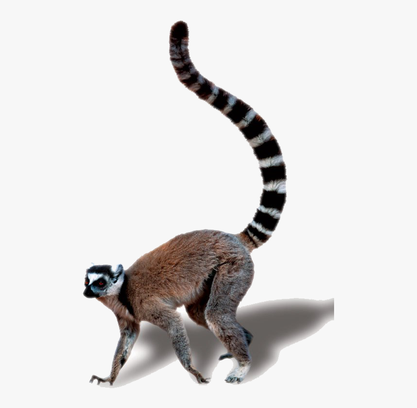 Madagascar Cat, HD Png Download, Free Download
