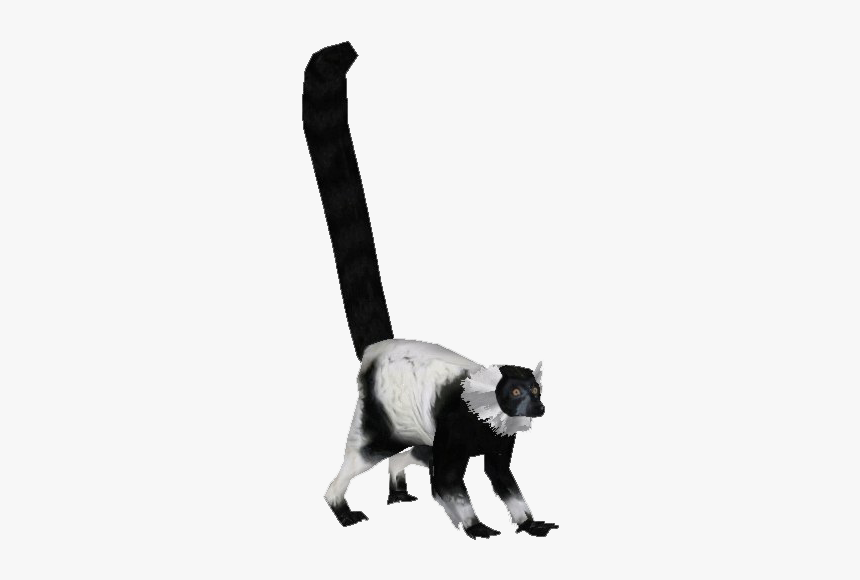 Black And White Lemur Png, Transparent Png, Free Download