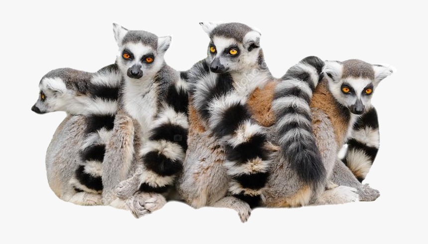Lemur Png Photo - Lemurs With White Background, Transparent Png, Free Download