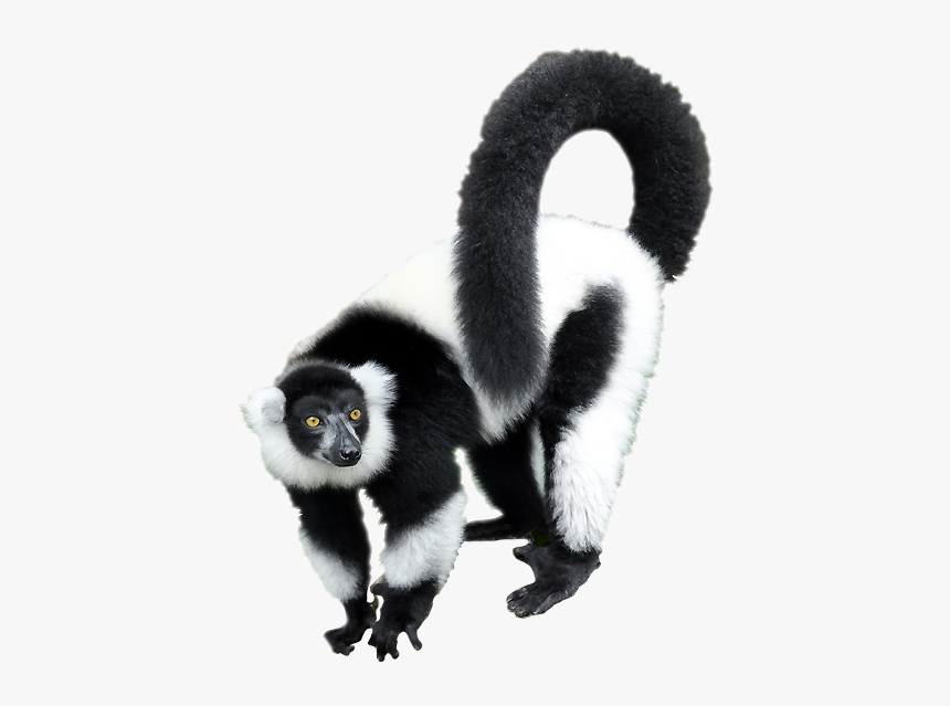 Thumb Image - Black And White Ruffed Lemur Png, Transparent Png, Free Download