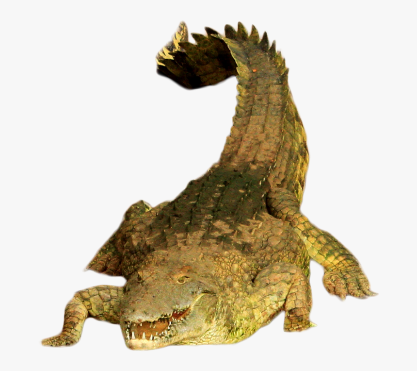 Green Crocodile Png Image - American Crocodile, Transparent Png, Free Download