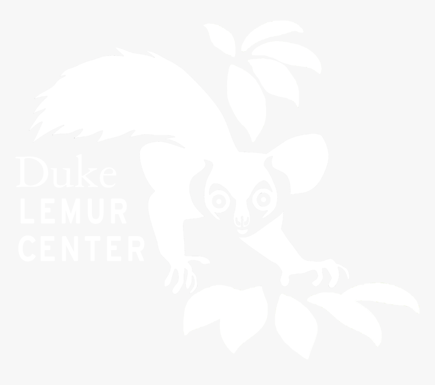 Dukie Lemur Center Logo - Illustration, HD Png Download, Free Download