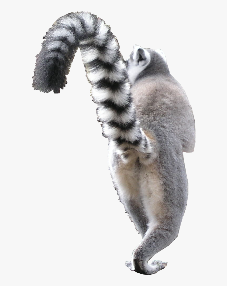 Madagascar Cat, HD Png Download, Free Download