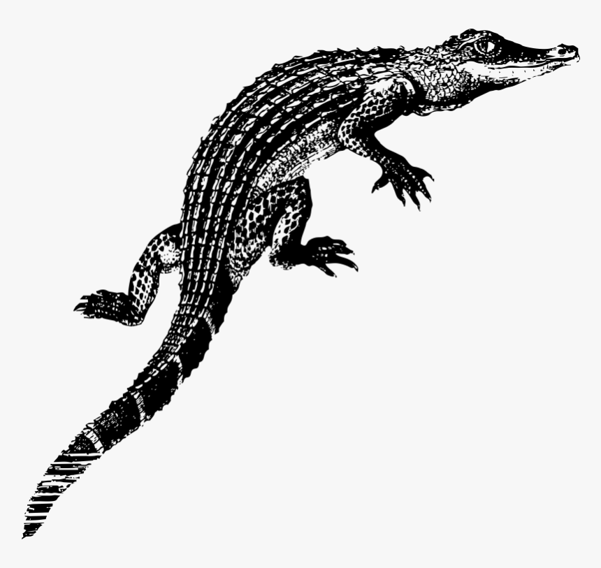 Alligator Baby Kids T-shirt - Crocodiles, HD Png Download, Free Download
