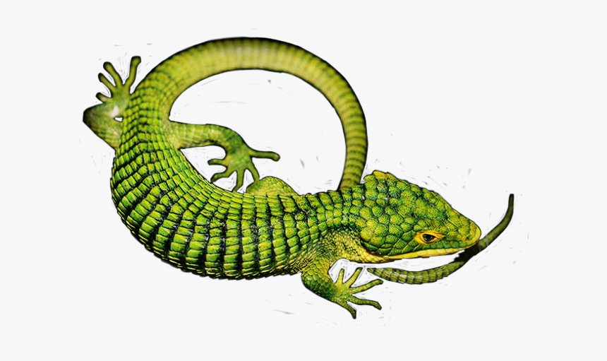#lizard #aligator #green #reptile #edit #sticker #nature - European Green Lizard, HD Png Download, Free Download