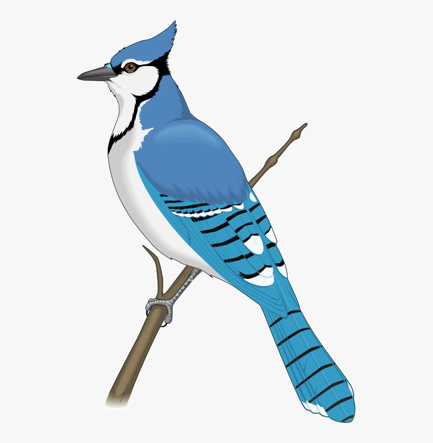 Blue Jay Clip Art - Blue Jay Bird Clipart, HD Png Download, Free Download