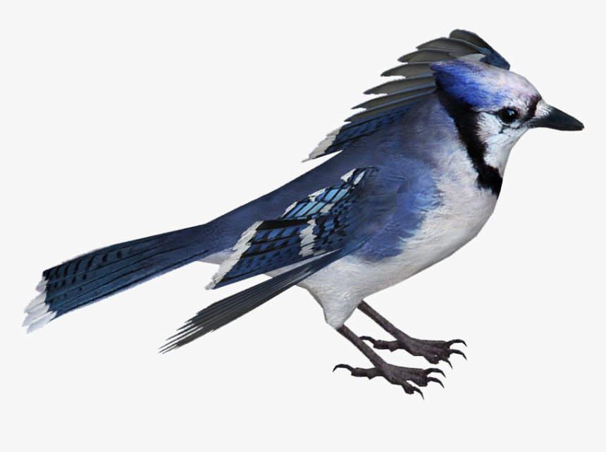 Blue Jay , Png Download - Blue Jay Transparent, Png Download, Free Download