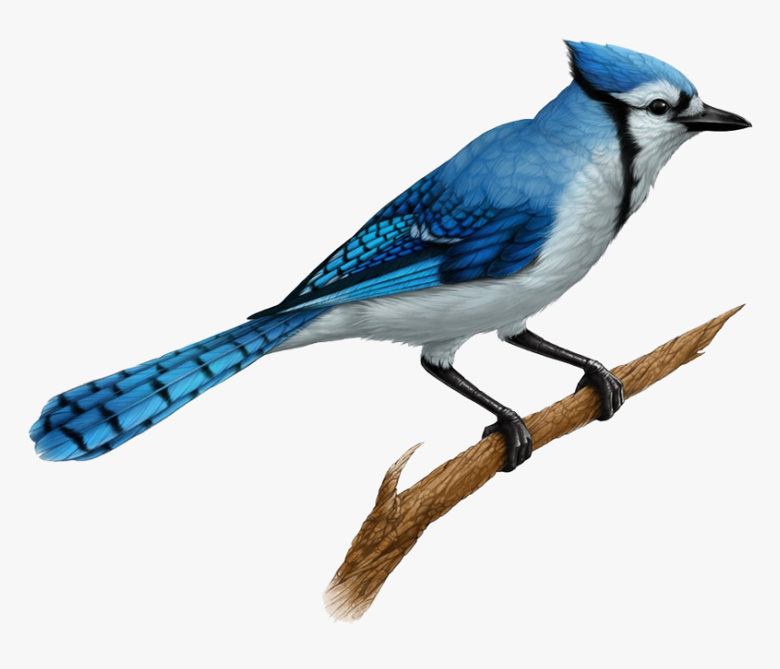 Jay Clipart Transparent - Realistic Blue Jay Drawing, HD Png Download, Free Download