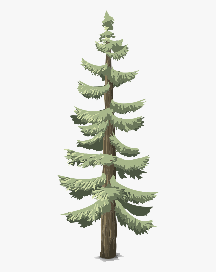 Pines Conifer Trees - Arboles Pinos, HD Png Download, Free Download