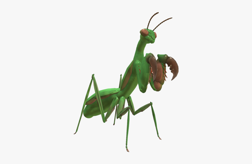 Thumb Image - Praying Mantis Transparent Background, HD Png Download, Free Download