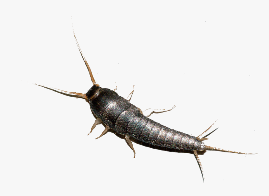 Silverfish Ireland, HD Png Download, Free Download