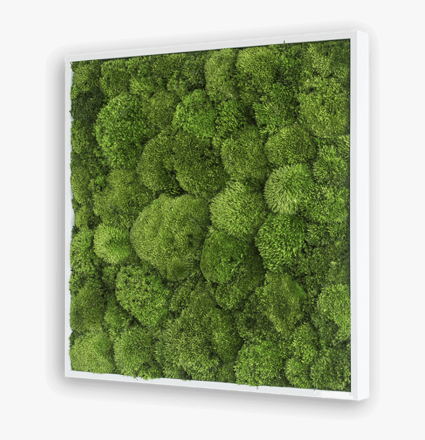 Moss Texture Png, Transparent Png, Free Download