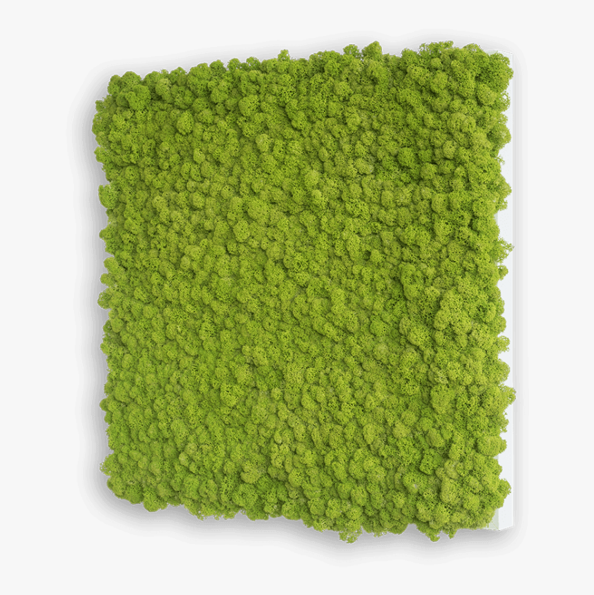 Moss Frame - Islandmoosbild Quadratisch Von Stylegreen, HD Png Download, Free Download