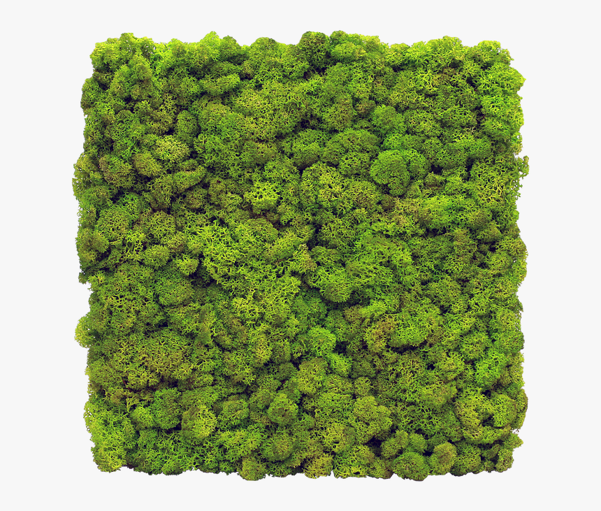 Live Moss Wall, HD Png Download, Free Download